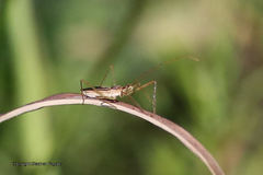 Zelus cervicalis