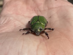 Chrysina lecontei