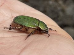 Chrysina lecontei