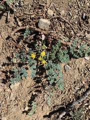 Lomatium martindalei