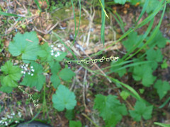 Pectiantia pentandra