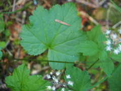 Pectiantia pentandra