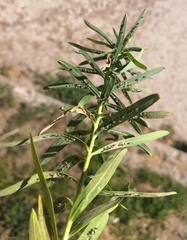 Podosphaera euphorbiae