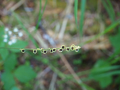 Pectiantia pentandra