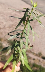 Podosphaera euphorbiae