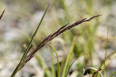 Agrostis variabilis