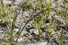 Agrostis variabilis