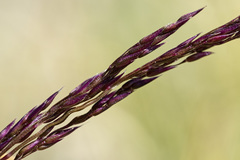 Agrostis variabilis
