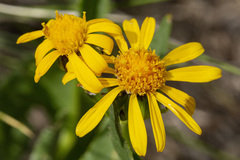 Senecio crassulus