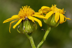 Senecio crassulus