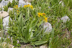 Senecio crassulus