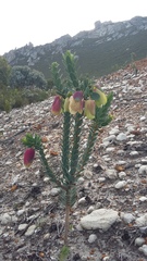 Pimelea physodes