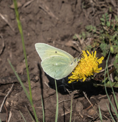 Colias alexandra apache