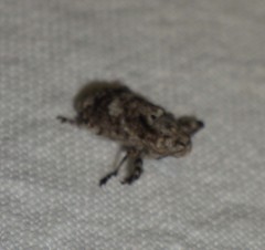 Gasterocercus depressirostris