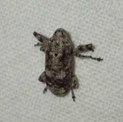 Gasterocercus depressirostris