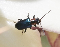 Pseudoluperus maculicollis