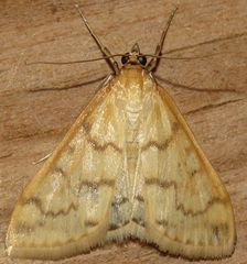 Hahncappsia pergilvalis