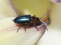Pseudoluperus maculicollis