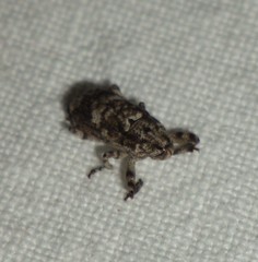Gasterocercus depressirostris
