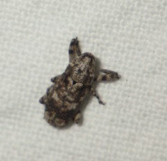 Gasterocercus depressirostris