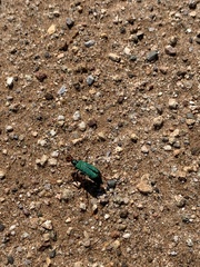 Eupompha fissiceps