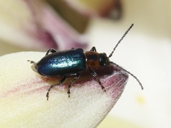 Pseudoluperus maculicollis