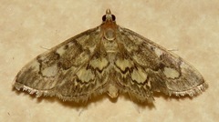 Anania plectilis