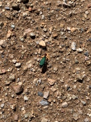 Eupompha fissiceps