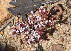 Chorizanthe leptotheca