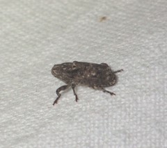 Gasterocercus depressirostris