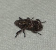 Gasterocercus depressirostris