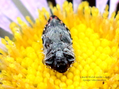 Acmaeodera rubronotata