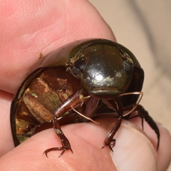 Hydrophilus insularis