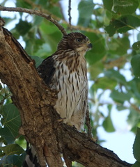 Accipiter cooperii