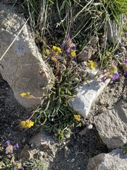 Ivesia lycopodioides