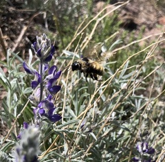 Bombus appositus
