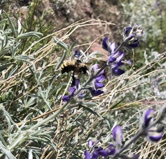 Bombus appositus