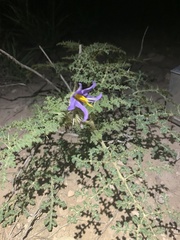 Solanum citrullifolium