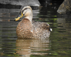 Anas platyrhynchos × zonorhyncha