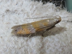 Battaristis vittella