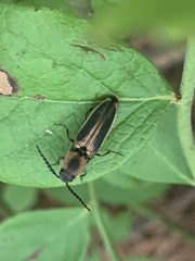 Megapenthes limbalis