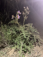 Solanum citrullifolium