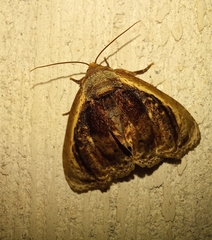 Lepidodes