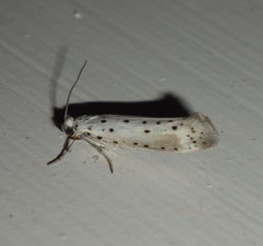 Yponomeuta irrorellus