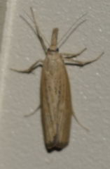 Pediasia dorsipunctellus