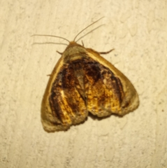 Lepidodes