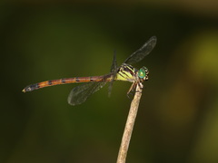 Phaenandrogomphus asthenes