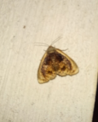 Lepidodes