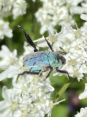 Hoplia argentea