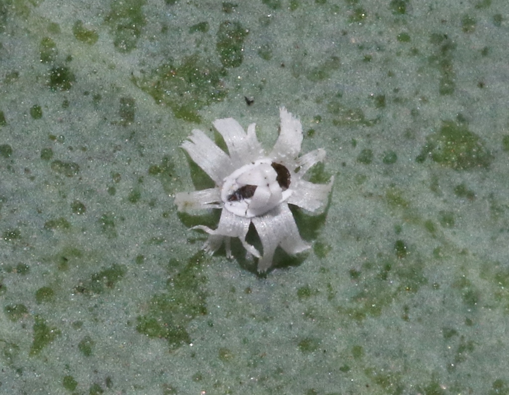 Trialeurodes corollis